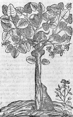  Nochang And The Mysterious Talking Tree! A Dive into 16th-Century South African Folklore