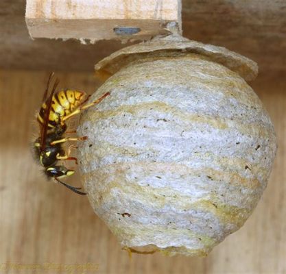  Queen Wasps' Nest – A Journey Through Nature's Complexity and Human Frailty