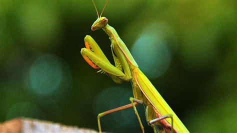  The Praying Mantis Uma Lição Sobre Paciência e Astúcia na Natureza!