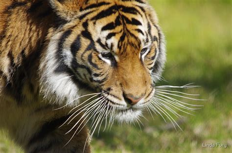  The Tiger's Whiskers - Uma História Chinesa Antiga que Revela o Poder da Inteligência e da Cunningidade!