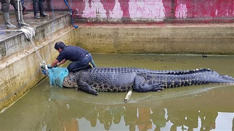 The Woman Who Married a Crocodile: Uma História Popular que Explora o Poder da Esperança e do Amor Incondicional!