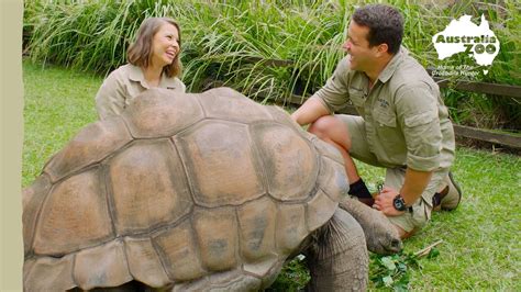  The Young Girl Who Sped Away on the Back of a Giant Tortoise! - An Unexpected Journey into Malaysian Folklore